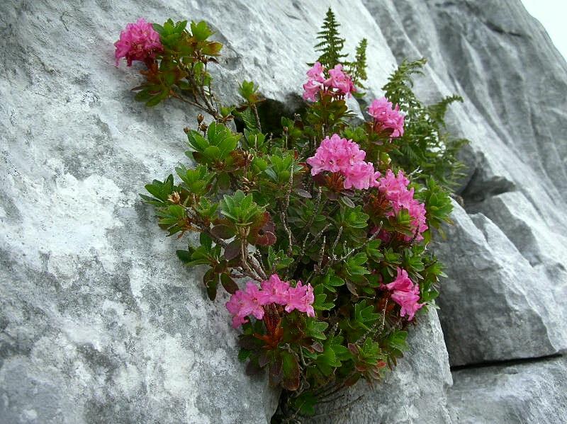 Rhododendron hirsutum / Rododentro peloso